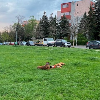  thumbnail petsitter Cluj-Napoca sau bonă pentru animale pentru câini pisici 