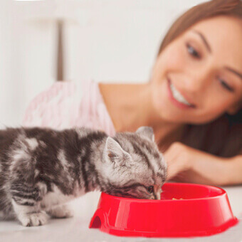 vizite sau cazare pisici (cat sitting) oferite de bona pisici