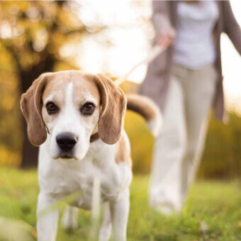dog walker, bona caini ofera plimbare caini