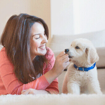 cazare caini si cazare pisici pe durata concediului, alternativa pet hotel
