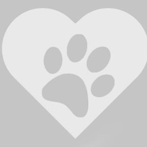 Nora- petsitter Cluj-Napoca or Pet nanny for 
