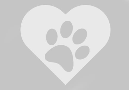Németh- petsitter Budapest vagy Állat szitter a kutyák