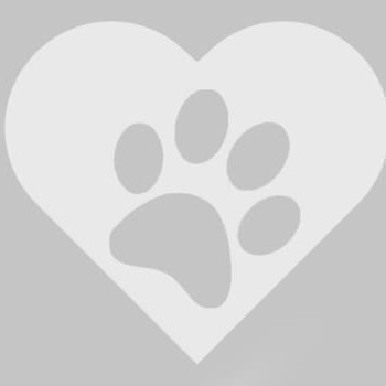 thumbnail petsitter Budapest vagy Állat szitter a kutyák