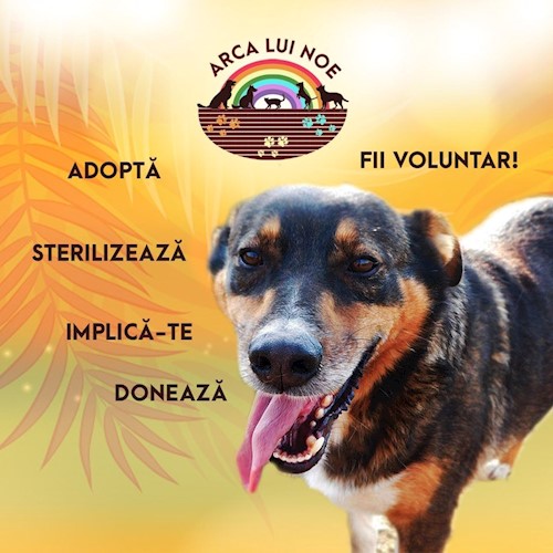 profileArca lui Noe Animal Shelter WholeCountry