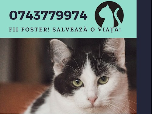profileiCare Animal Shelter WholeCountry
