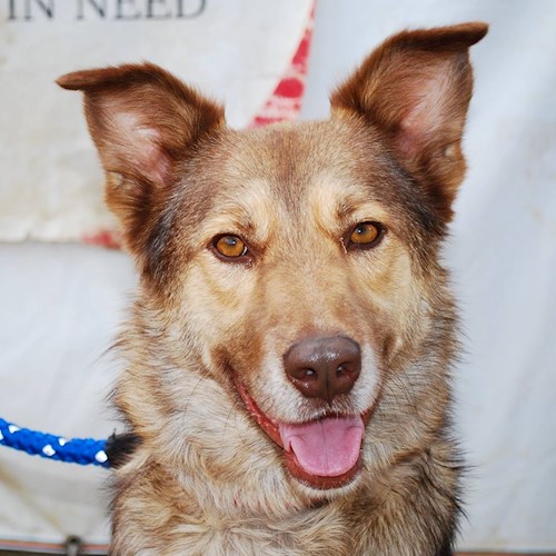 profileAsociația Red Panda Animal Shelter WholeCountry