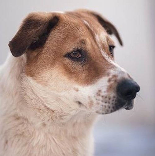 profileAdăpost Căței Odăi Animal Shelter WholeCountry