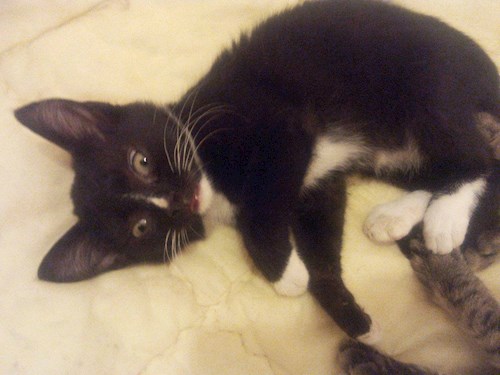 Corina- petsitter București, Voluntari, Pipera  or Pet nanny for dogs cats