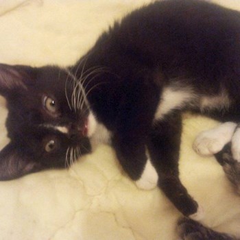 thumbnail petsitter București, Voluntari, Pipera  or pet nanny for dogs cats