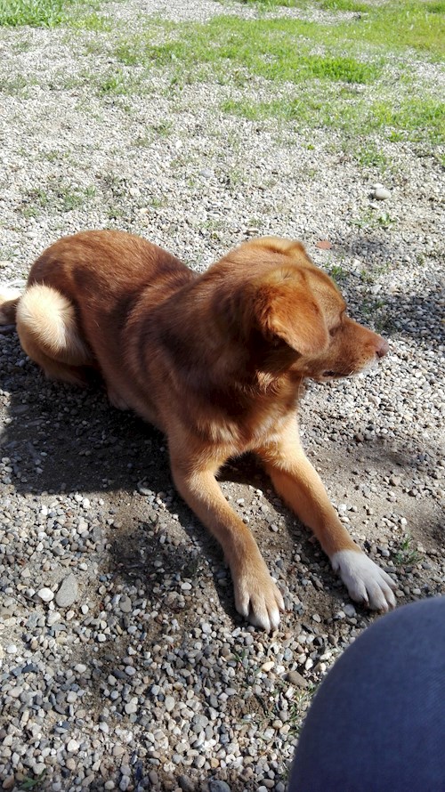 Monica- petsitter Baciu sau Bonă pentru animale pentru câini pisici 
