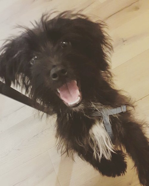 Florina- petsitter Târgu Mureș or Pet nanny for dogs cats