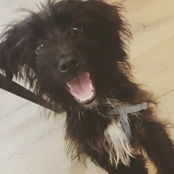 thumbnail petsitter Târgu Mureș or pet nanny for dogs cats
