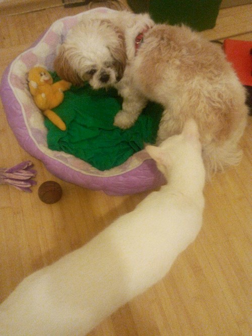 Corina Pet Sitter Bucuresti Guvernanta De Pisici Si Catei