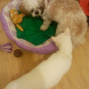 thumbnail petsitter București, Voluntari, Pipera  or pet nanny for dogs cats