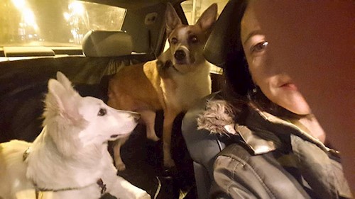 Corina- petsitter București, Voluntari, Pipera  or Pet nanny for dogs cats