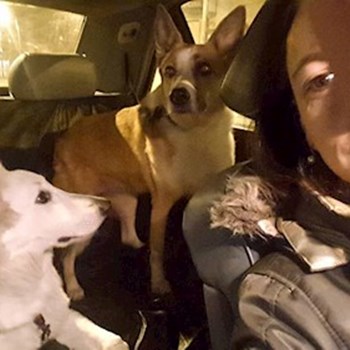 thumbnail petsitter București, Voluntari, Pipera  or pet nanny for dogs cats