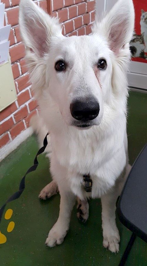 Corina- petsitter București, Voluntari, Pipera  or Pet nanny for dogs cats