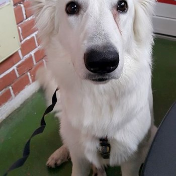 thumbnail petsitter București, Voluntari, Pipera  or pet nanny for dogs cats