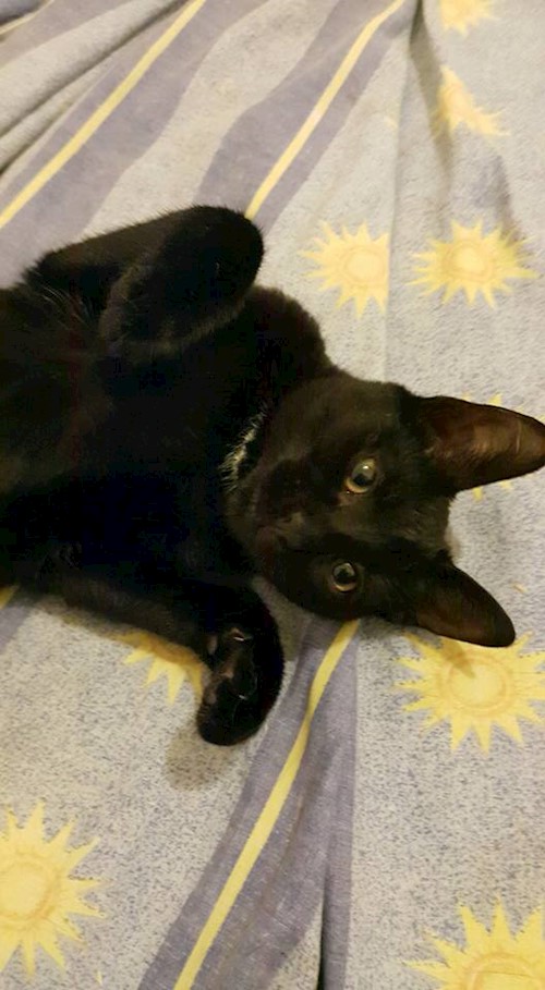 Corina- petsitter București, Voluntari, Pipera  or Pet nanny for dogs cats