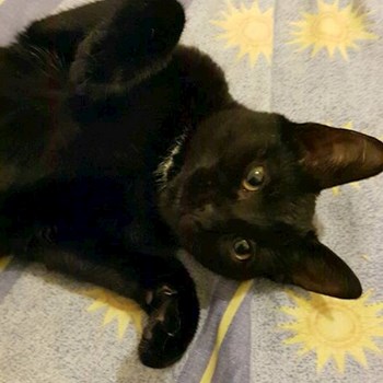 thumbnail petsitter București, Voluntari, Pipera  or pet nanny for dogs cats