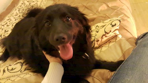 Corina- petsitter București, Voluntari, Pipera  or Pet nanny for dogs cats