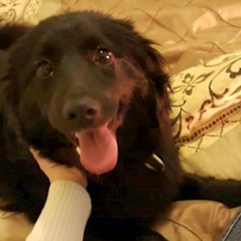 thumbnail petsitter București, Voluntari, Pipera  or pet nanny for dogs cats