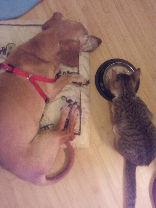 Corina- petsitter București, Voluntari, Pipera  or Pet nanny for dogs cats