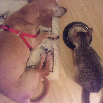 thumbnail petsitter București, Voluntari, Pipera  or pet nanny for dogs cats