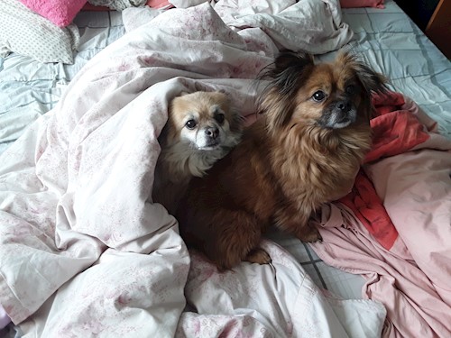 Draghici- petsitter București or Pet nanny for dogs cats 