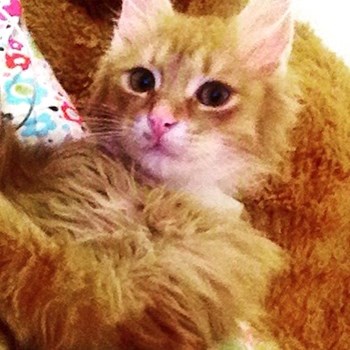 thumbnail petsitter Târgu Mureș or pet nanny for dogs cats