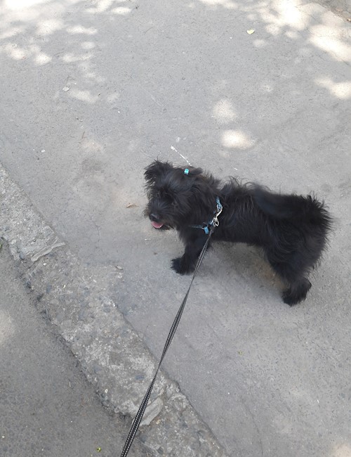 Florina- petsitter Târgu Mureș or Pet nanny for dogs cats