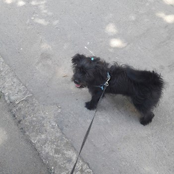thumbnail petsitter Târgu Mureș or pet nanny for dogs cats