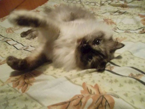 Florina- petsitter Târgu Mureș or Pet nanny for dogs cats