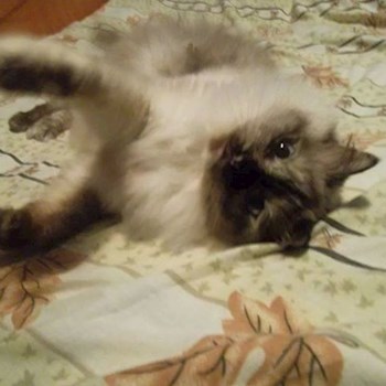 thumbnail petsitter Târgu Mureș or pet nanny for dogs cats