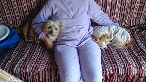 beatrice- petsitter București sau Bonă pentru animale pentru