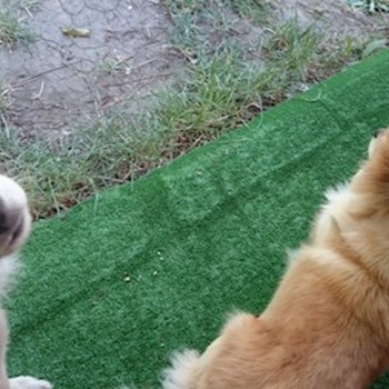 thumbnail petsitter București sau bonă pentru animale pentru