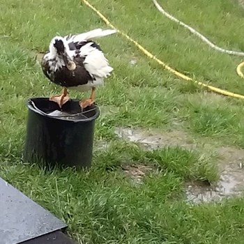 thumbnail petsitter București sau bonă pentru animale pentru
