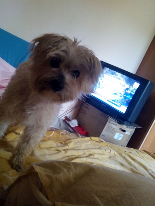 beatrice- petsitter București sau Bonă pentru animale pentru