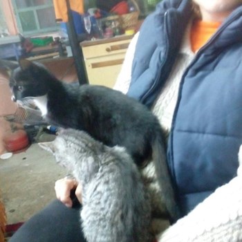 thumbnail petsitter București sau bonă pentru animale pentru