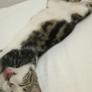 thumbnail petsitter București sau bonă pentru animale pentru