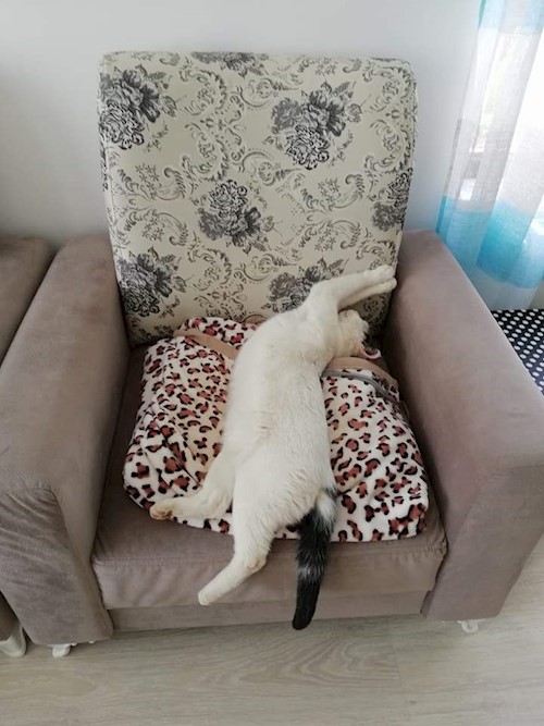 Diana- petsitter Domnești or Pet nanny for dogs cats