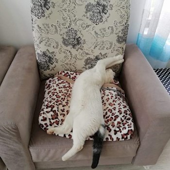 thumbnail petsitter Domnești or pet nanny for dogs cats