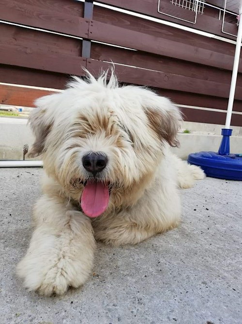 Diana- petsitter Domnești or Pet nanny for dogs cats