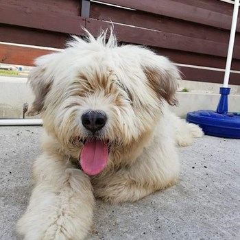 thumbnail petsitter Domnești or pet nanny for dogs cats