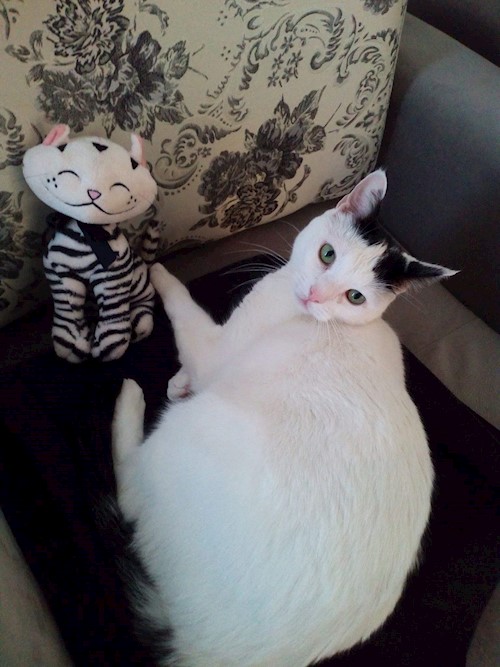 Diana- petsitter Domnești or Pet nanny for dogs cats