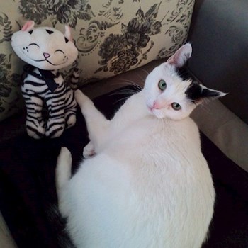 thumbnail petsitter Domnești or pet nanny for dogs cats