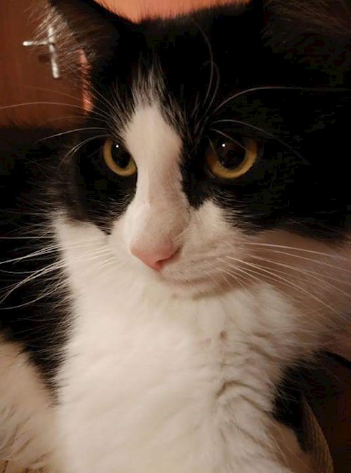 Diana- petsitter Domnești or Pet nanny for dogs cats