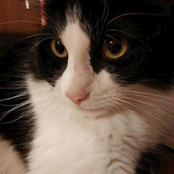 thumbnail petsitter Domnești or pet nanny for dogs cats
