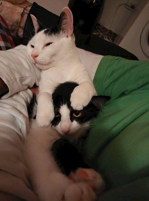 Diana- petsitter Domnești or Pet nanny for dogs cats