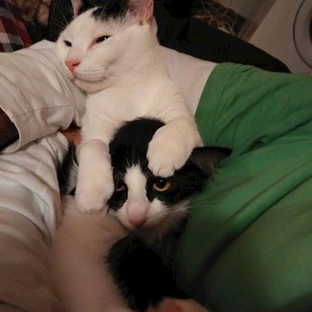 thumbnail petsitter Domnești or pet nanny for dogs cats
